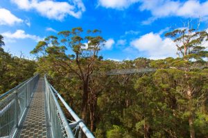 Tree Top Walk : marcher sur des arbres géants est possible dans cette forêt australienne